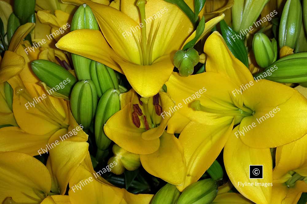 Yellow Lilies