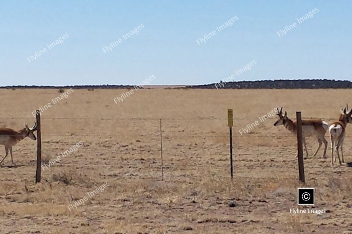 New Mexico, Antelope