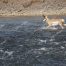 American Antelope, Antelope In Yellowstone