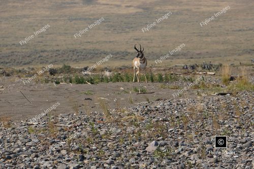 American Antelope, Antelope In Yellowstone