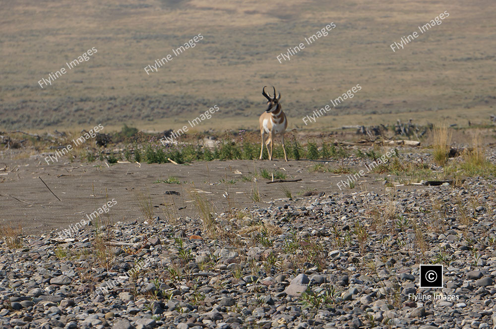 American Antelope, Antelope In Yellowstone