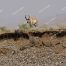 Antelope, American Antelope, Fastest Land Animal In America