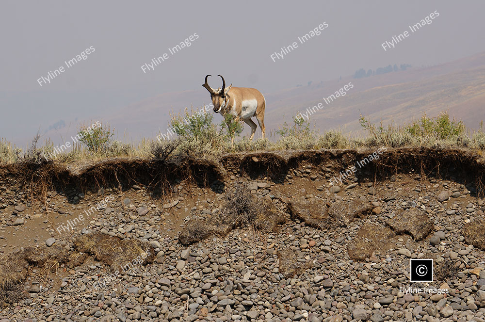American Pronghorn, Antelope