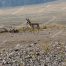 Antelope, American Antelope, Fastest Land Animal In America