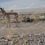 Antelope, American Antelope, Fastest Land Animal In America