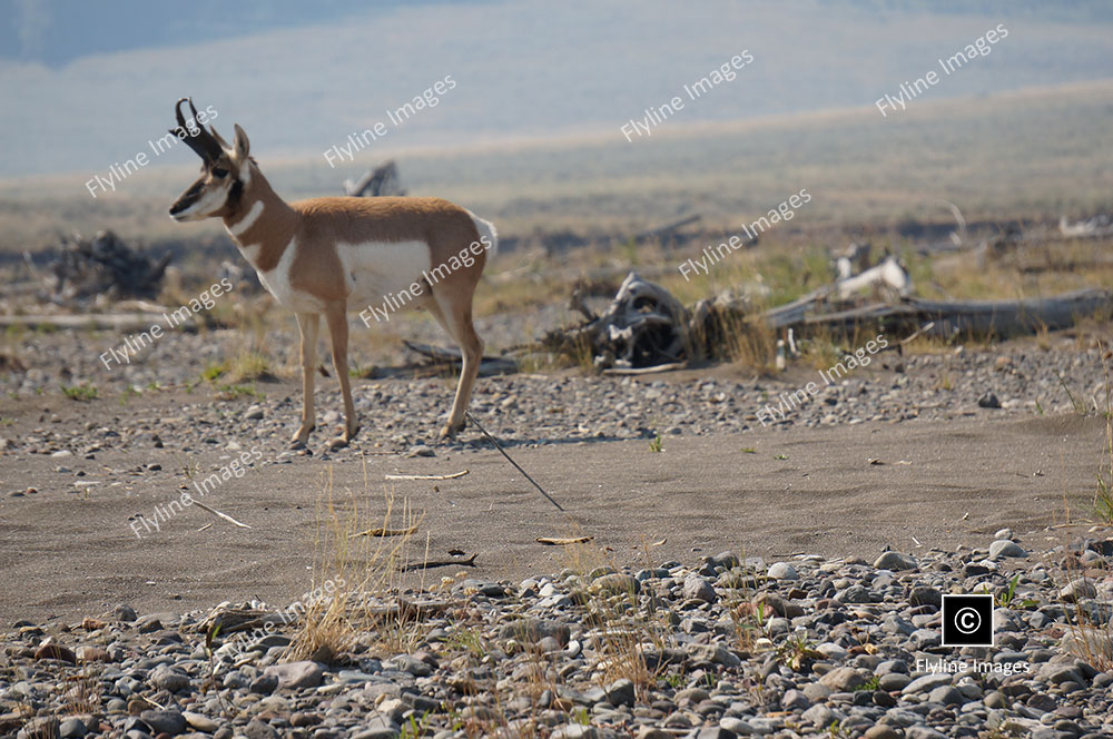 Antelope, American Antelope, Fastest Land Animal In America
