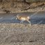 Antelope, Yellowstone, Lamar Valley