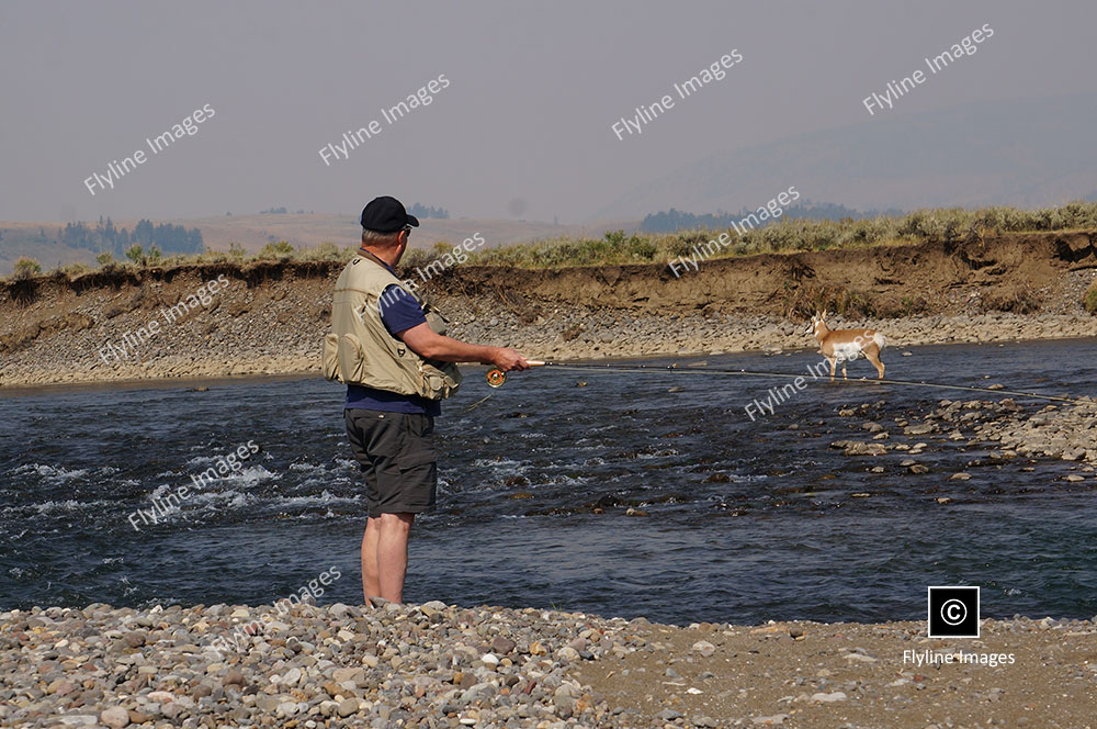 Fly Fisherman, Antelope, Lamar River