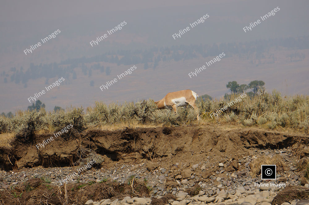 Antelope, Yellowstone, Lamar Valley