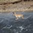 Fly Fisherman, Antelope, Lamar River