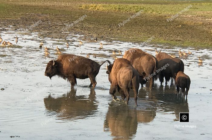 Yellowstone Buffalo, Yellowstone Bison Herds