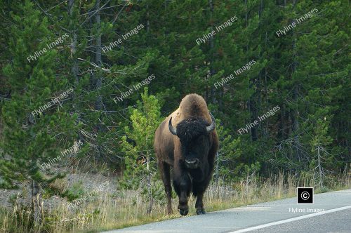 Buffalo, Bull Buffalo, Yellowstone