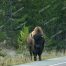 Buffalo, Bull Buffalo, Yellowstone