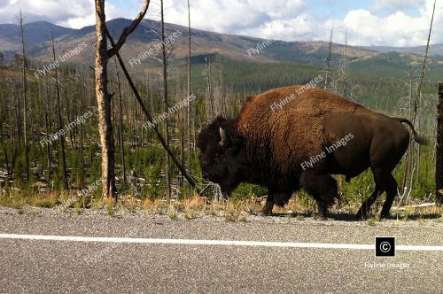 Buffalo, Mount Washburn, Yellowstone