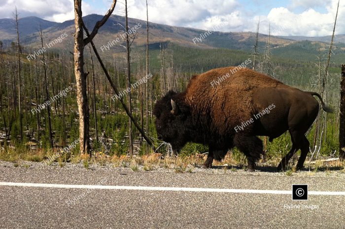 Buffalo, Mount Washburn, Yellowstone