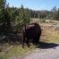 Buffalo, Yellowstone Bison Herds