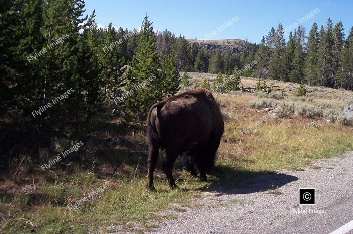 Buffalo, Yellowstone Bison Herds