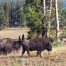 Buffalo, Yellowstone Bison Herds