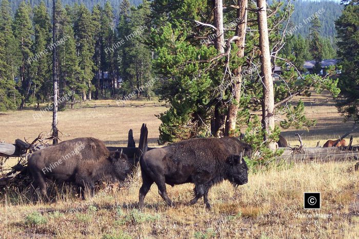 Buffalo, Yellowstone Bison Herds