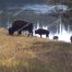 Yellowstone Buffalo, Yellowstone Bison Herds