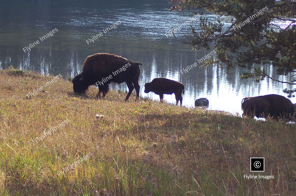 Yellowstone Buffalo, Yellowstone Bison Herds