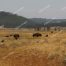 Yellowstone Buffalo, Yellowstone Bison Herds