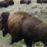 Yellowstone Buffalo, Yellowstone Bison Herds