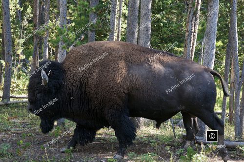 Big Male Buffalo