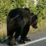 Grizzly Bear, Yellowstone