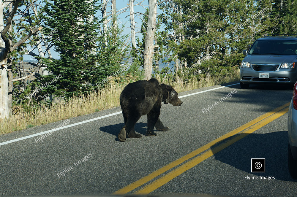 Grizzly Bear, Yellowstone