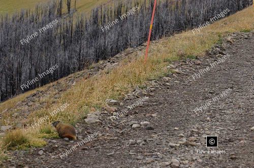 Marmot, Yellowstone, Mount Washburn