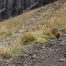 Marmot, Yellowstone, Mount Washburn