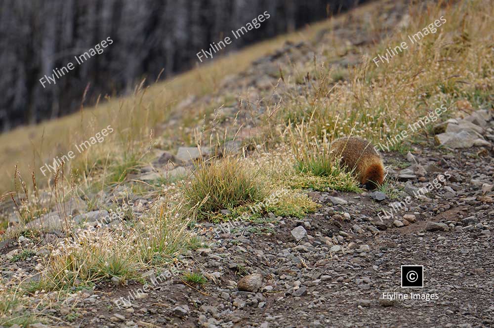 Marmot, Yellowstone, Mount Washburn