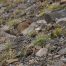 Marmot, Mount Washburn, Yellowstone National Park