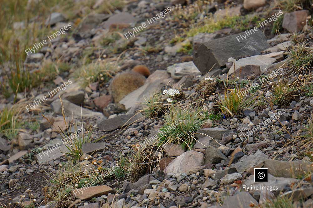 Marmot, Mount Washburn, Yellowstone National Park