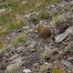 Marmot