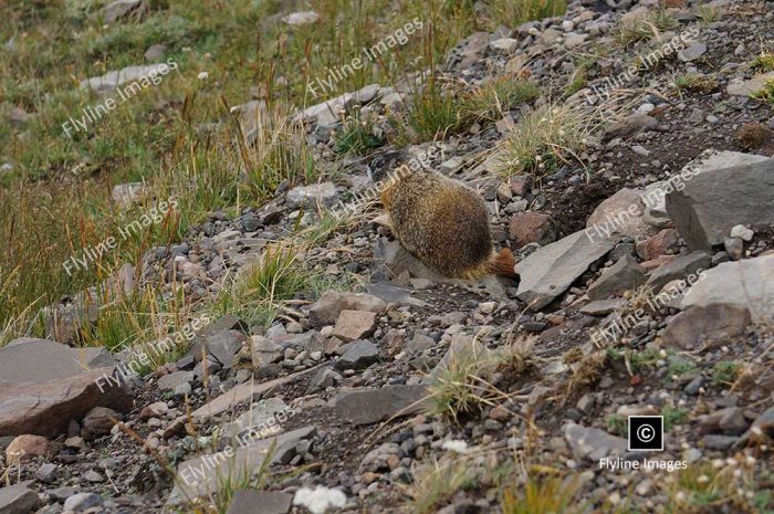 Marmot