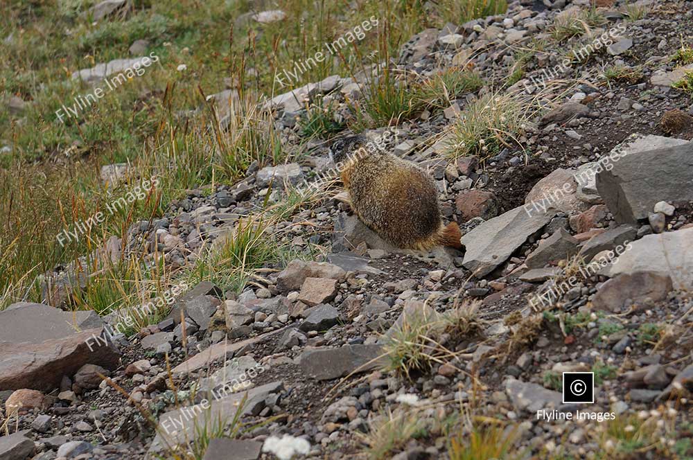 Marmot