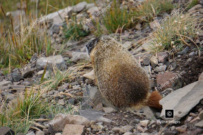 Marmot