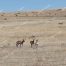 New Mexico, Antelope