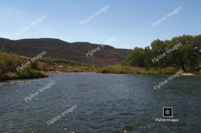 San Juan River, Fly Fishing