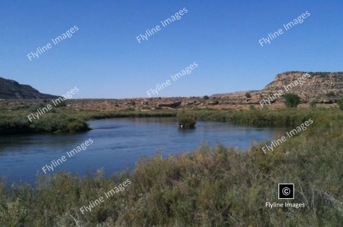 Fly fishing on the San Juan River, just below Navajo Dam in New Mexico