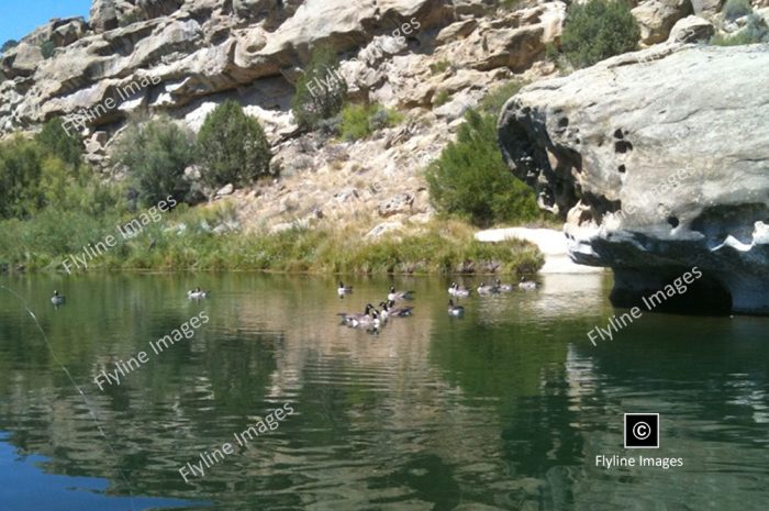 Fly fishing on the San Juan River, just below Navajo Dam in New Mexico