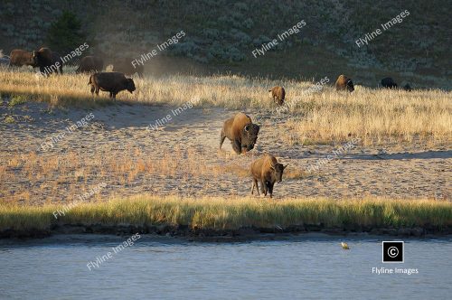 Yellowstone, Hayden Valley, Buffalo Herd