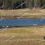 Yellowstone River, Trumpeter Swans