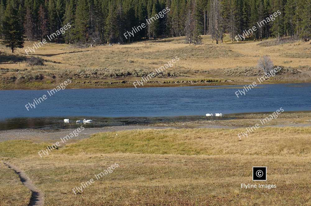 Yellowstone River, Trumpeter Swans