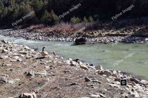 Chama River, Geese, El Vado Ranch
