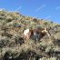 Antelope, Antelopes, Yellowstone National Park