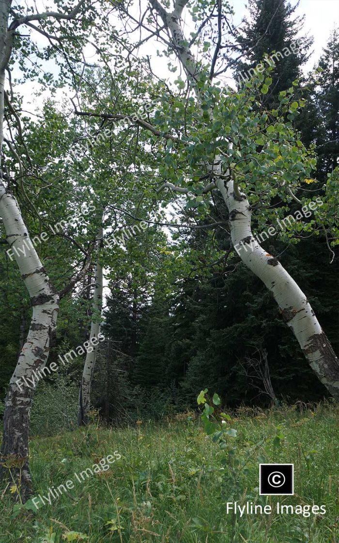 Aspen Trees, Near String Lake Hiking Trail