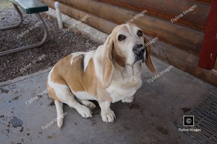 El Vado Ranch, Beulah the Dog